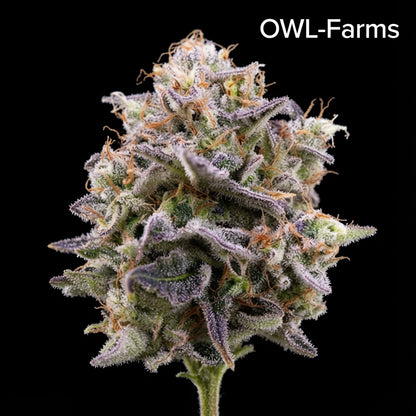 Pink Guava Auto Samen | OWL-Farms

