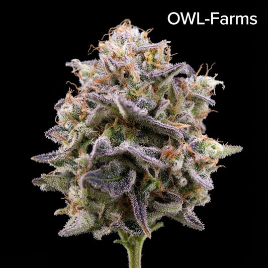 Pink Guava Auto Samen | OWL-Farms

