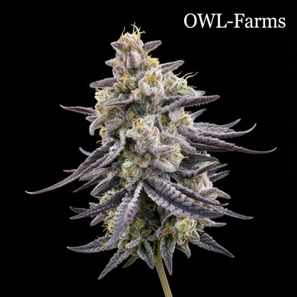RS11 Feminisiert Samen – Photo | OWL-Farms

