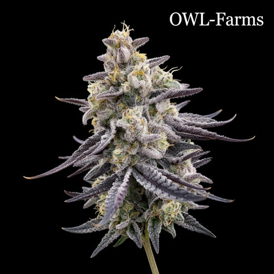 RS11 Feminisiert Samen – Photo | OWL-Farms

