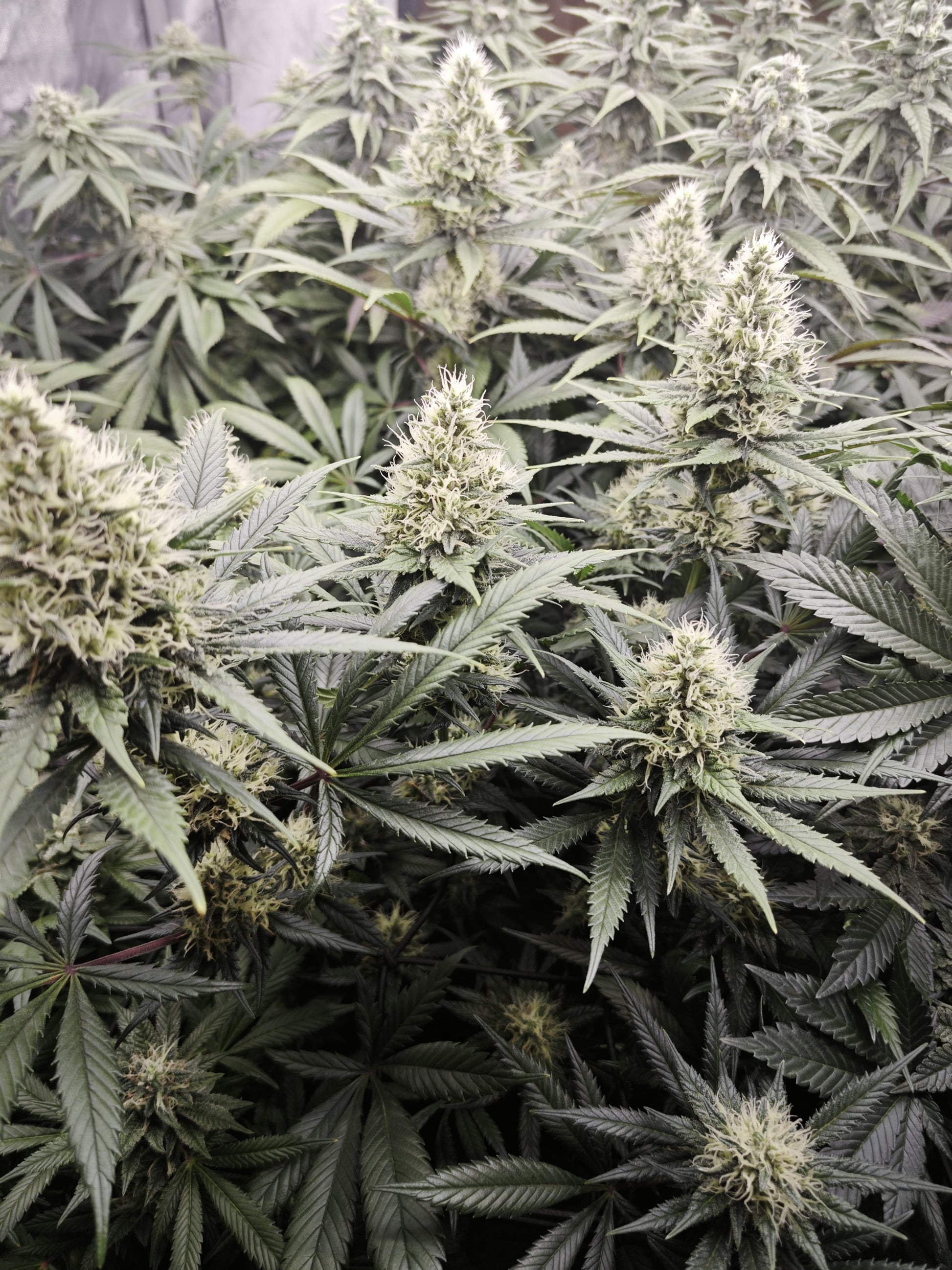 RS11 Feminisiert Samen kaufen Seeds – OWL-Farms
