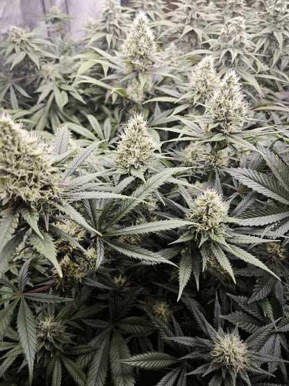 RS11 Feminisiert Samen kaufen Seeds – OWL-Farms
