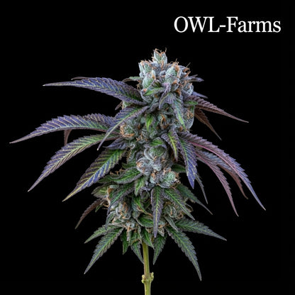 Rainbow Chip Feminisiert Samen – Photo | OWL-Farms

