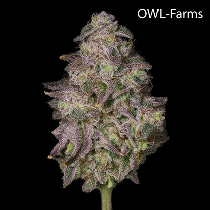 Rainbow Sherbet Auto Samen | OWL-Farms

