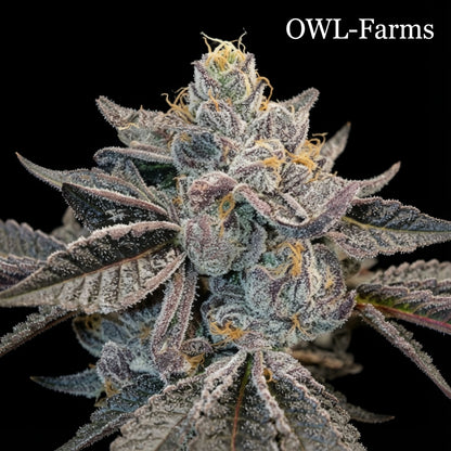 White Runtz Auto Samen – Auto | OWL-Farms


