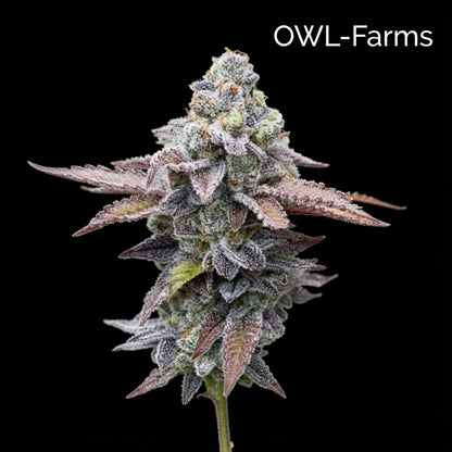 Runtz Feminisiert Samen – Photo | OWL-Farms