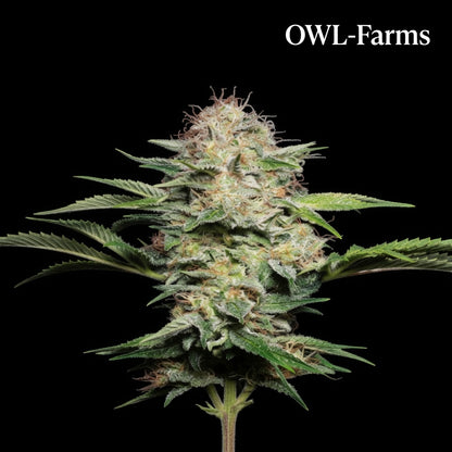 Skunk Auto Samen | OWL-Farms

