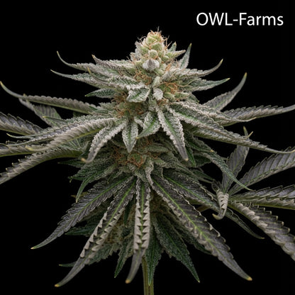 Sour Diesel Feminisiert Samen – Photo | OWL-Farms