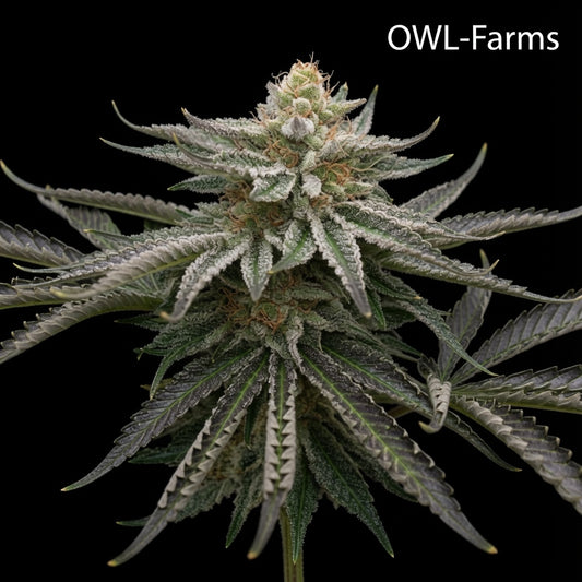 Sour Diesel Feminisiert Samen – Photo | OWL-Farms