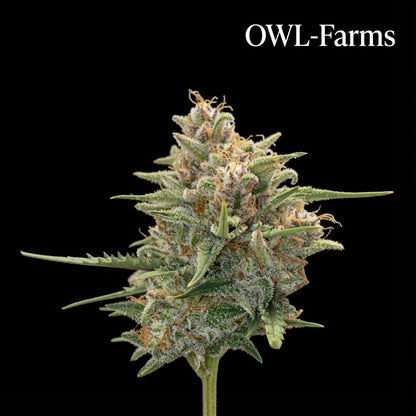 Sour Diesel Auto Samen | OWL-Farms

