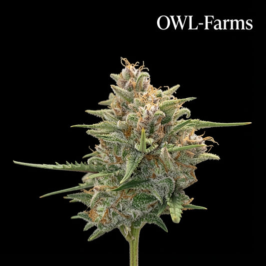 Sour Diesel Auto Samen | OWL-Farms

