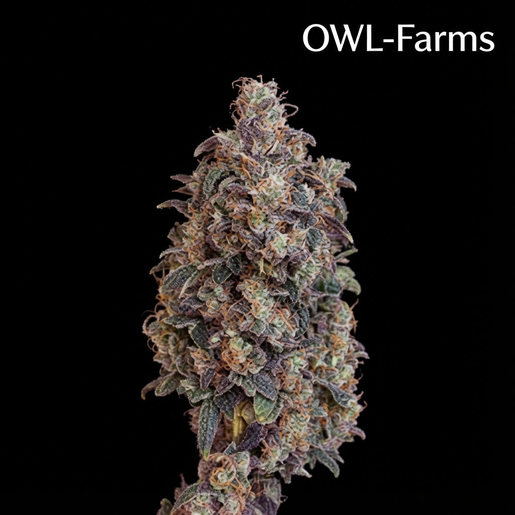 Sour Gas Feminisiert Samen – Photo | OWL-Farms

