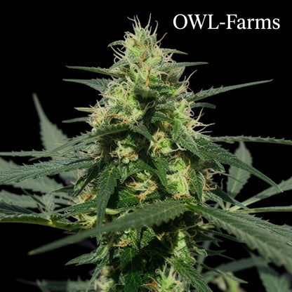 Sour Apples Auto Samen | OWL-Farms

