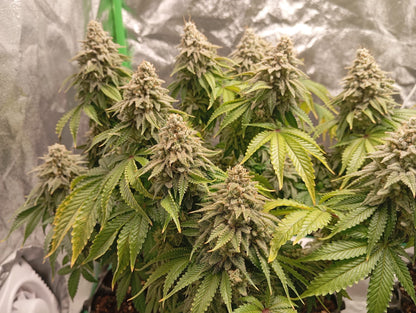 Cannabis Samen günstig Kaufen Sour Diesel Seeds OWL-Farms