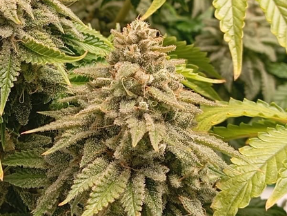 Cannabis Samen günstig Sour Diesel kaufen Seeds OW-Farms