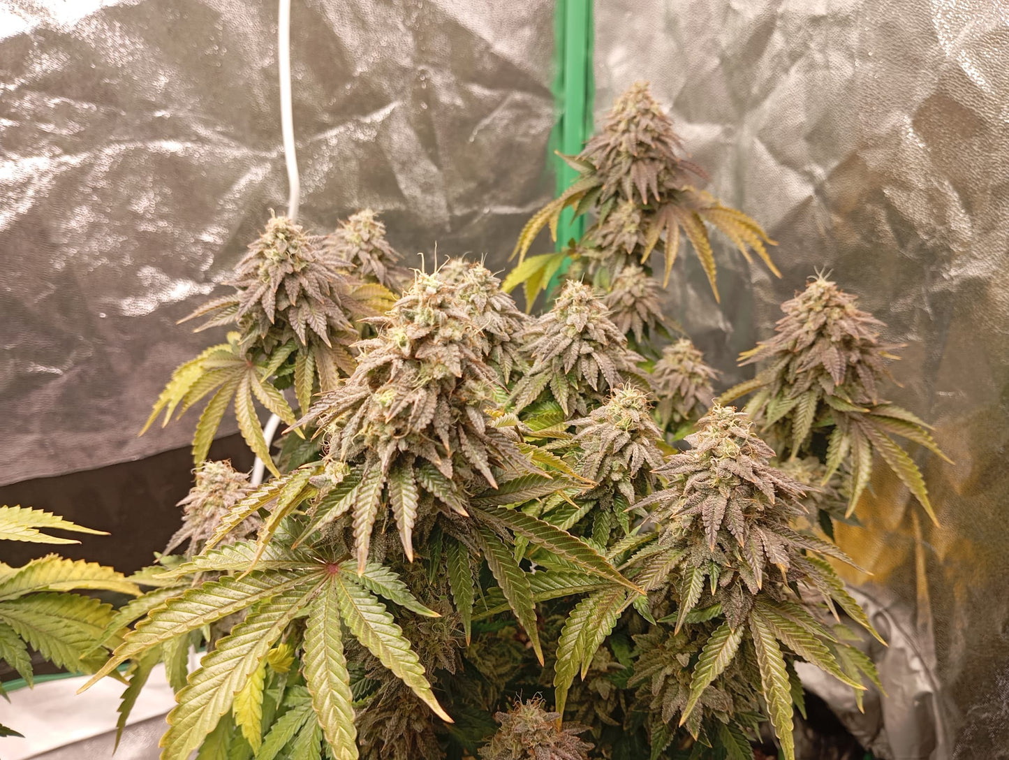 Cannabis Samen günstig Kaufen Sour Diesel Seeds OWL-Farms