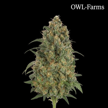 Strawberry Diesel Feminisiert Samen – Photo | OWL-Farms

