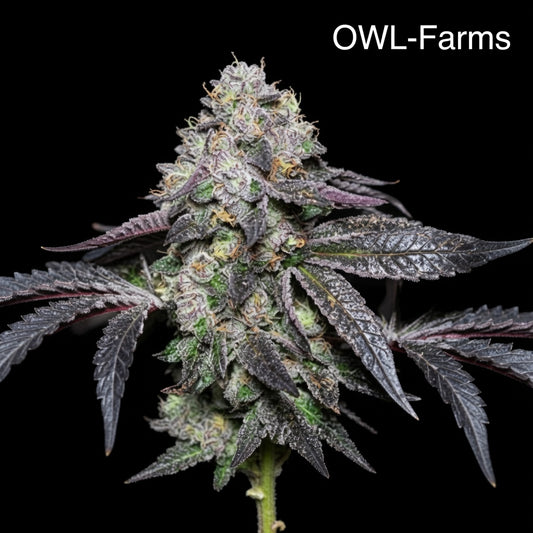 Sunset Sherbet Feminisiert Samen – Photo | OWL-Farms