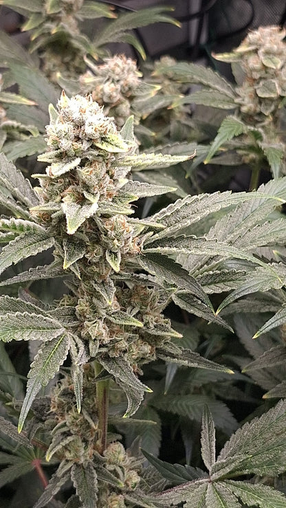 Sunset Sherbet Samen kaufen OWL-Farms seeds
