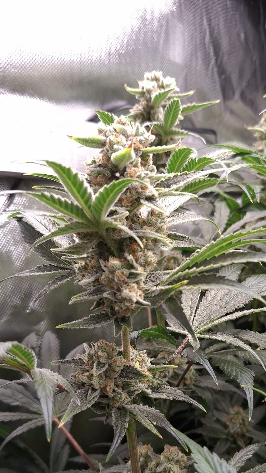 Sunset Sherbet Samen kaufen OWL-Farms seeds