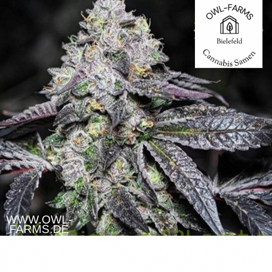 Sunset Sherbet Samen kaufen owl-Farms Photos seeds