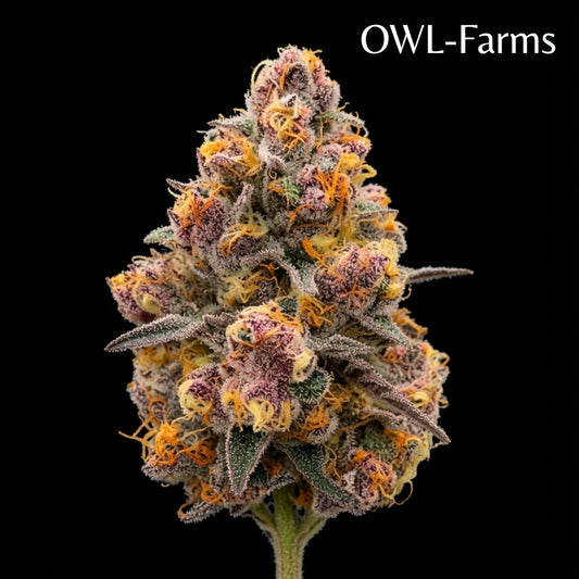 Super Boof Feminisiert Samen – Photo | OWL-Farms


