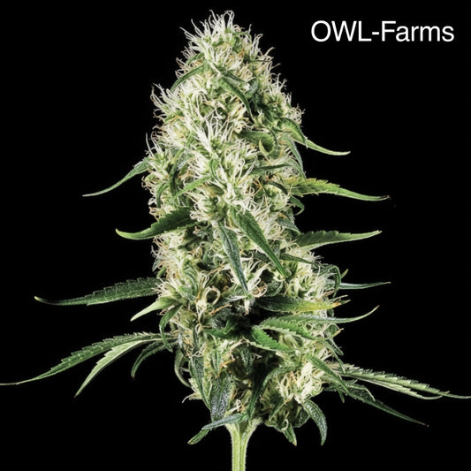 Super Silver Haze Feminisiert Samen – Photo | OWL-Farms

