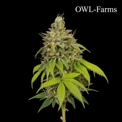 Super Skunk Auto Samen | OWL-Farms

