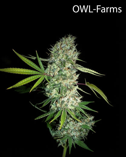 Super Skunk Feminisiert Samen – Photo | OWL-Farms

