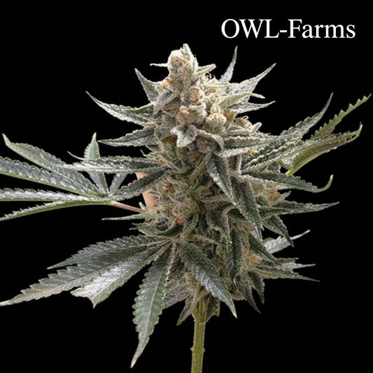 Tangie Auto Samen –| OWL-Farms