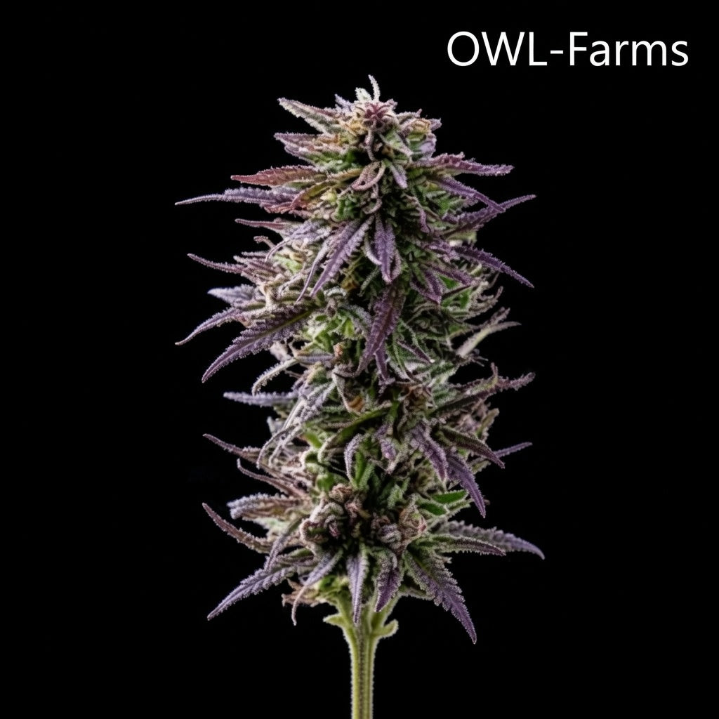 Tropicana Cookies Auto Samen | OWL-Farms

