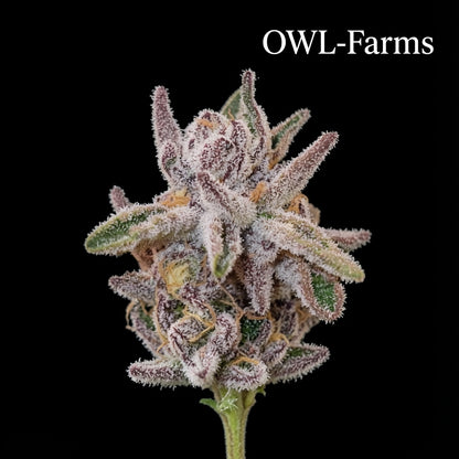 Tropicanna Banana Auto Samen | OWL-Farms