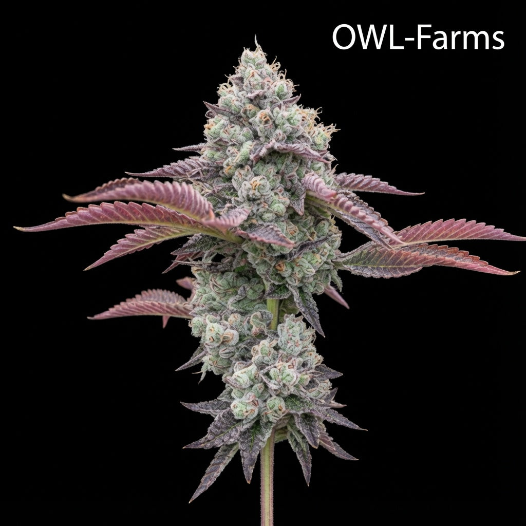 White Truffle Feminisiert Samen – Photo | OWL-Farms