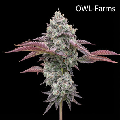 White Truffle Feminisiert Samen – Photo | OWL-Farms