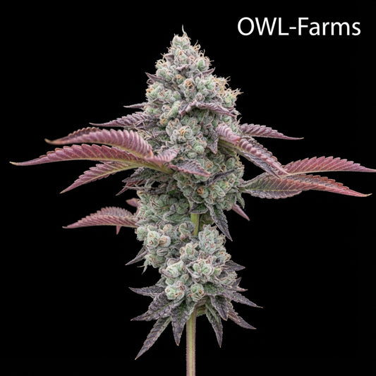 White Truffle Feminisiert Samen – Photo | OWL-Farms