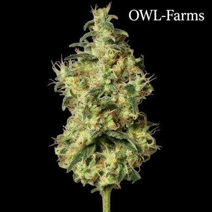 White Widow Auto Samen | OWL-Farms

