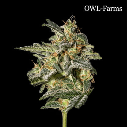White Widow Feminisiert Samen – Photo | OWL-Farms

