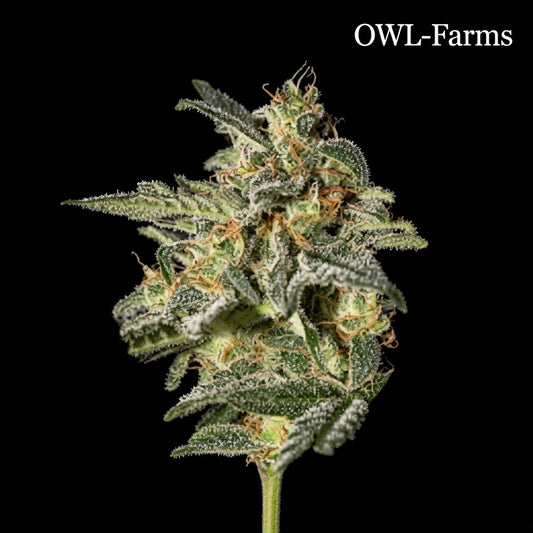 White Widow Feminisiert Samen – Photo | OWL-Farms

