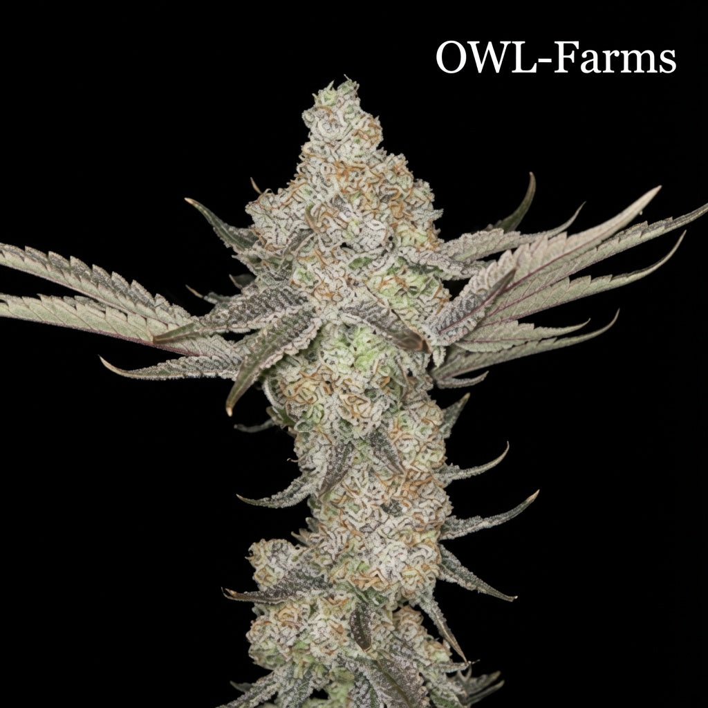 Zoap Auto Samen | OWL-Farms

