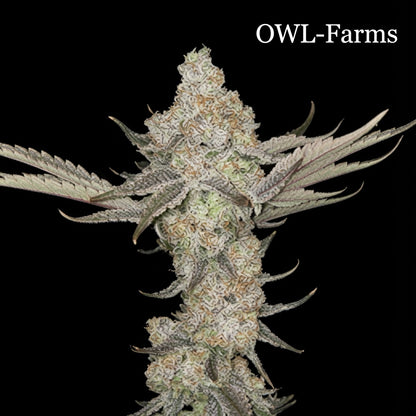 Zoap Auto Samen | OWL-Farms

