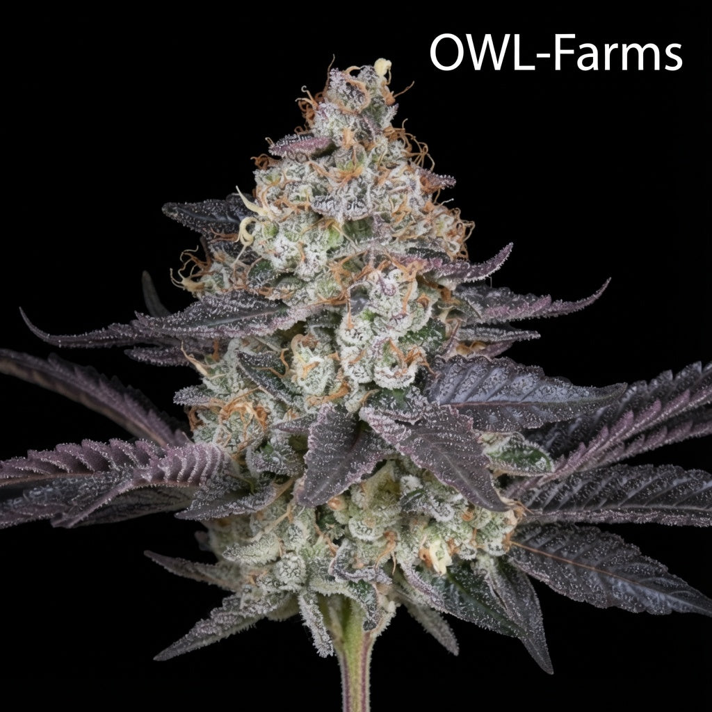 Ztrawberriez Auto Samen | OWL-Farms

