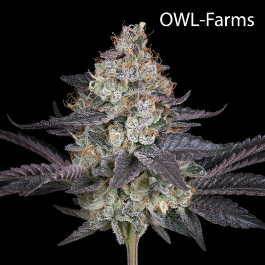 Ztrawberriez Auto Samen | OWL-Farms

