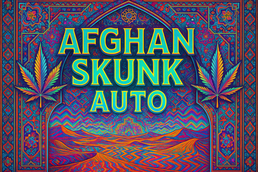 Afghan Skunk Auto