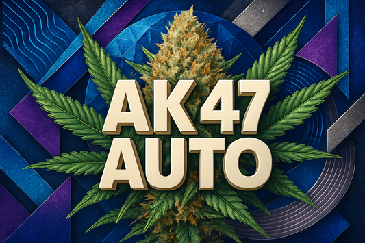 AK 47 Auto Geometric
