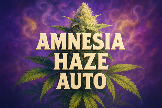 Amnesia Haze Auto Photorealistic