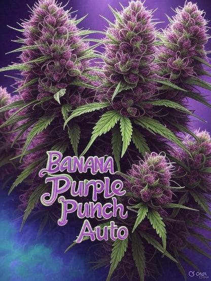 Banana Purple Punch Auto Samen mit lila Blüten online bestellen.