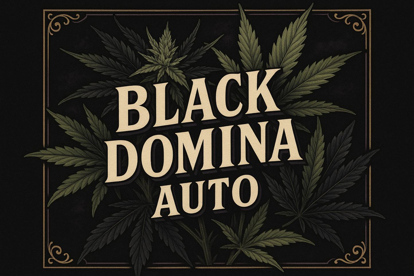 Black Domina Auto Classic