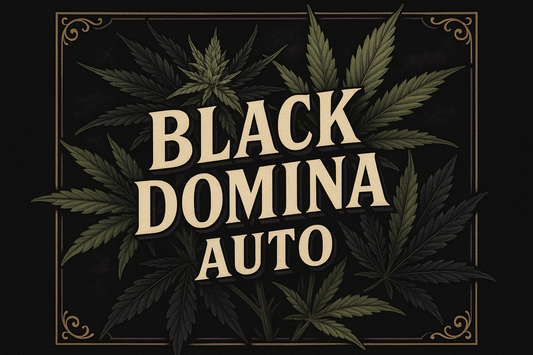 Black Domina Auto Classic