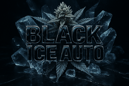 Black Ice Auto