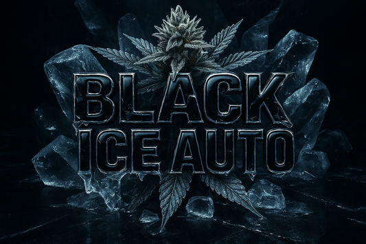 Black Ice Auto